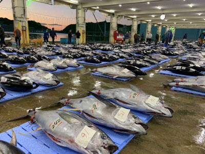 勝浦魚市場のマグロの画像