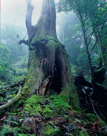 那智原始林の画像