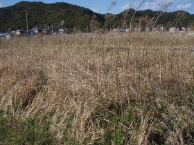 耕作放棄地再生の取り組み1