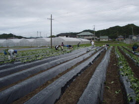 耕作放棄地再生の取り組み3